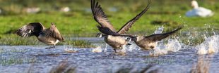Chasse au gibier d'eau : face à la sécheresse, la LPO réclame un report