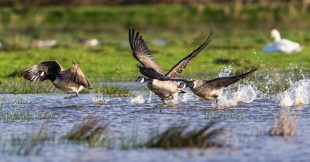 Chasse au gibier d'eau : face à la sécheresse, la LPO réclame un report Chasse au gibier d'eau : face à la sécheresse, la LPO réclame un report