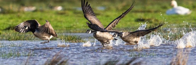 chasse gibier eau