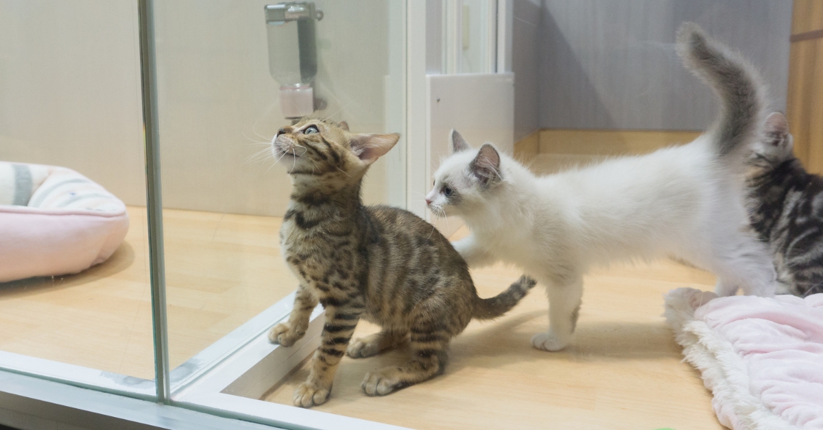 chats dans une vitrine d'une animalerie