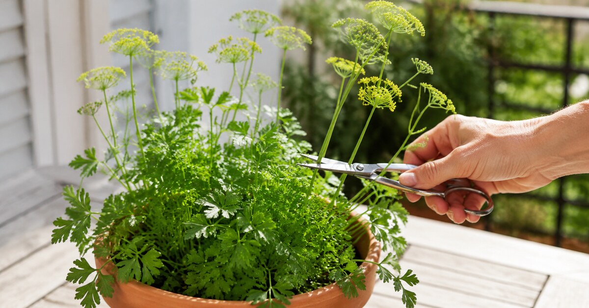Main coupant les hampes florales d'un persil en pot avec des ciseaux de jardin.