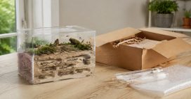 Les fourmis, le nouveau trafic d’animaux à la mode Les fourmis, le nouveau trafic d’animaux à la mode