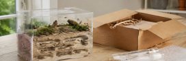 Les fourmis, le nouveau trafic d'animaux à la mode Les fourmis, le nouveau trafic d'animaux à la mode