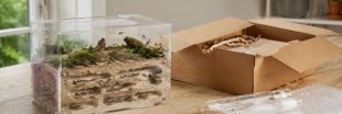 Les fourmis, le nouveau trafic d'animaux à la mode Les fourmis, le nouveau trafic d'animaux à la mode