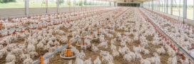 Que pensez-vous de l'élevage intensif en France ?