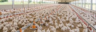 Que pensez-vous de l'élevage intensif en France ?
