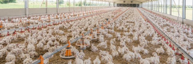 Élevage intensif de poulets dans un vaste bâtiment avicole équipé de mangeoires industrielles.