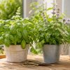 Faut-il couper les fleurs de vos plantes aromatiques ?