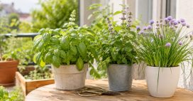 Faut-il couper les fleurs de vos plantes aromatiques ?