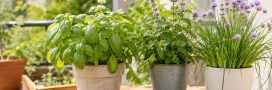 Faut-il couper les fleurs de vos plantes aromatiques ? Faut-il couper les fleurs de vos plantes aromatiques ?