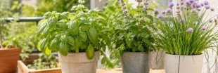 Faut-il couper les fleurs de vos plantes aromatiques ? Faut-il couper les fleurs de vos plantes aromatiques ?