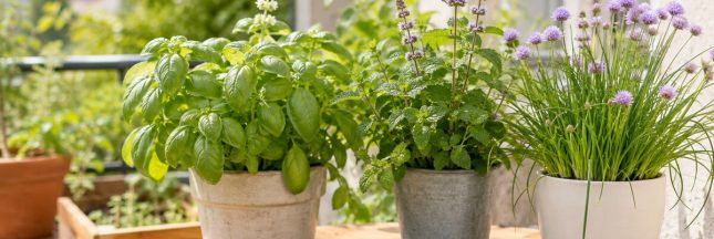 Toutes les fleurs des plantes aromatiques ne doivent pas forcément être coupées.