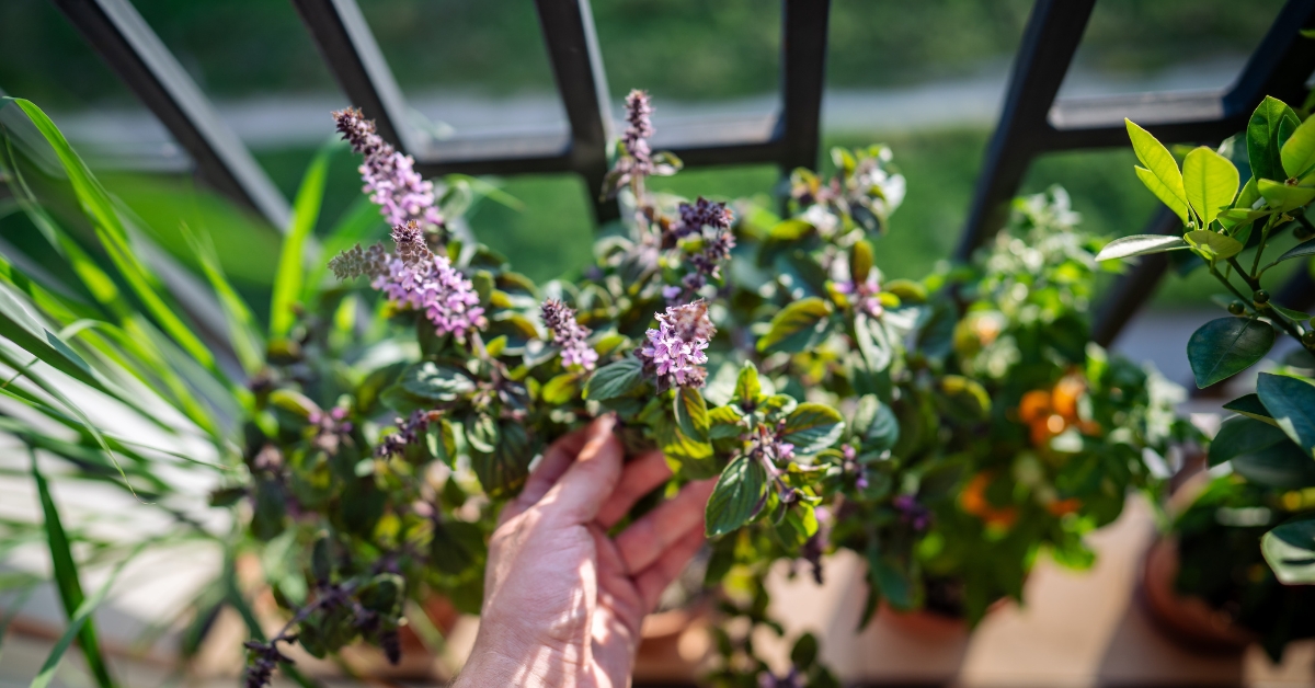Les petites fleurs du basilic offrent un parfum plus subtil que celui des feuilles.