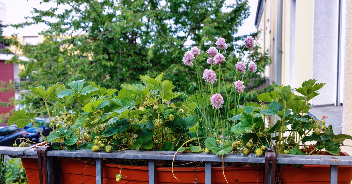 Les fleurs mauves de ciboulette réveillent les plats avec leur légère saveur d'oignon.