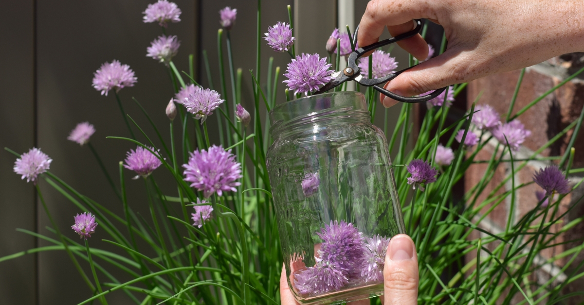 fleurs de ciboulette
