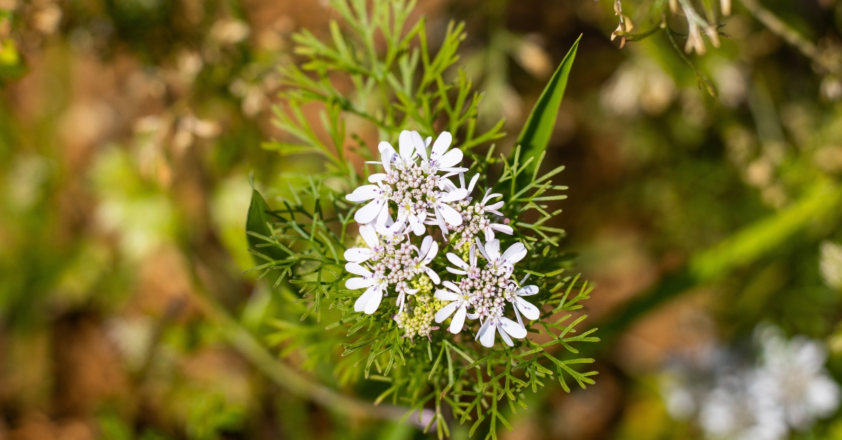 fleurs de coriandre