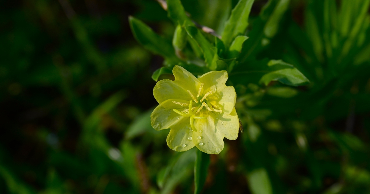 fleurs d'onagre