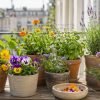 Même un petit balcon peut accueillir ces 7 fleurs belles et comestibles Même un petit balcon peut accueillir ces 7 fleurs belles et comestibles