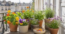 Même un petit balcon peut accueillir ces 7 fleurs belles et comestibles Même un petit balcon peut accueillir ces 7 fleurs belles et comestibles