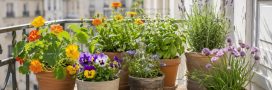 Même un petit balcon peut accueillir ces 7 fleurs belles et comestibles