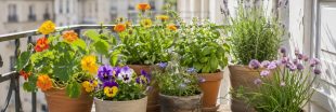 Même un petit balcon peut accueillir ces 7 fleurs belles et comestibles Même un petit balcon peut accueillir ces 7 fleurs belles et comestibles