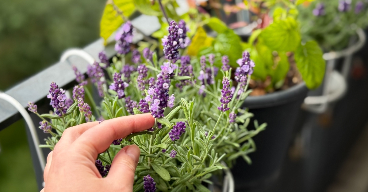 Quelques fleurs de lavande suffisent pour parfumer délicatement desserts et boissons.
