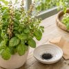 Récolter ses graines de basilic : le guide pratique