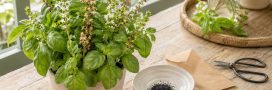Récolter ses graines de basilic : le guide pratique Récolter ses graines de basilic : le guide pratique