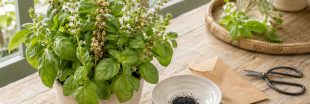 Récolter ses graines de basilic : le guide pratique Récolter ses graines de basilic : le guide pratique
