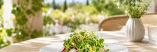 Graines germées : comment les utiliser dans vos repas d'été ?