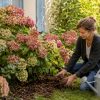 Hortensias : voici l'erreur à ne surtout pas commettre en septembre Hortensias : voici l'erreur à ne surtout pas commettre en septembre