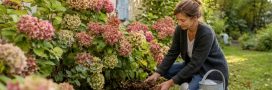 Hortensias : voici l'erreur à ne surtout pas commettre en septembre Hortensias : voici l'erreur à ne surtout pas commettre en septembre