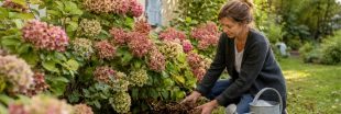 Hortensias : voici l'erreur à ne surtout pas commettre en septembre