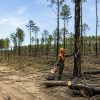 Après les incendies en gironde, des milliers d'arbres vont être coupés sans attendre Après les incendies en gironde, des milliers d'arbres vont être coupés sans attendre