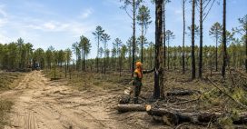 Après les incendies en gironde, des milliers d’arbres vont être coupés sans attendre