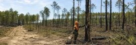 Après les incendies en gironde, des milliers d'arbres vont être coupés sans attendre Après les incendies en gironde, des milliers d'arbres vont être coupés sans attendre