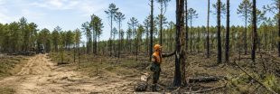 Après les incendies en gironde, des milliers d'arbres vont être coupés sans attendre