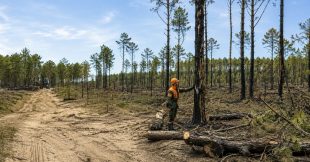 Après les incendies en gironde, des milliers d'arbres vont être coupés sans attendre