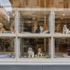 Chiens et chats en animalerie : les interdictions sont enfin assorties d'amendes Chiens et chats en animalerie : les interdictions sont enfin assorties d'amendes