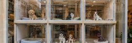 Chiens et chats en animalerie : les interdictions sont enfin assorties d'amendes Chiens et chats en animalerie : les interdictions sont enfin assorties d'amendes