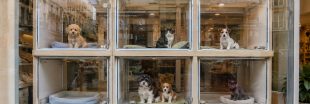 Chiens et chats en animalerie : les interdictions sont enfin assorties d'amendes