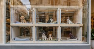 Chiens et chats en animalerie : les interdictions sont enfin assorties d'amendes Chiens et chats en animalerie : les interdictions sont enfin assorties d'amendes