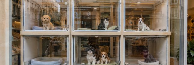 Chiens et chats en animalerie : les interdictions sont enfin assorties d'amendes