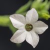 Le jardinage nocturne : ces plantes qui s'épanouissent à la tombée de la nuit Le jardinage nocturne : ces plantes qui s'épanouissent à la tombée de la nuit