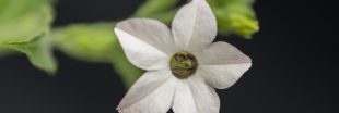 Le jardinage nocturne : ces plantes qui s'épanouissent à la tombée de la nuit Le jardinage nocturne : ces plantes qui s'épanouissent à la tombée de la nuit