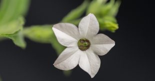 Le jardinage nocturne : ces plantes qui s'épanouissent à la tombée de la nuit