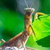 Les mantes religieuses ont adoré la canicule Les mantes religieuses ont adoré la canicule