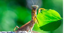 Les mantes religieuses ont adoré la canicule Les mantes religieuses ont adoré la canicule
