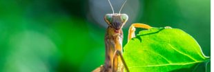 Les mantes religieuses ont adoré la canicule Les mantes religieuses ont adoré la canicule