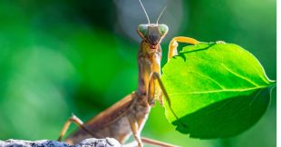 Les mantes religieuses ont adoré la canicule Les mantes religieuses ont adoré la canicule